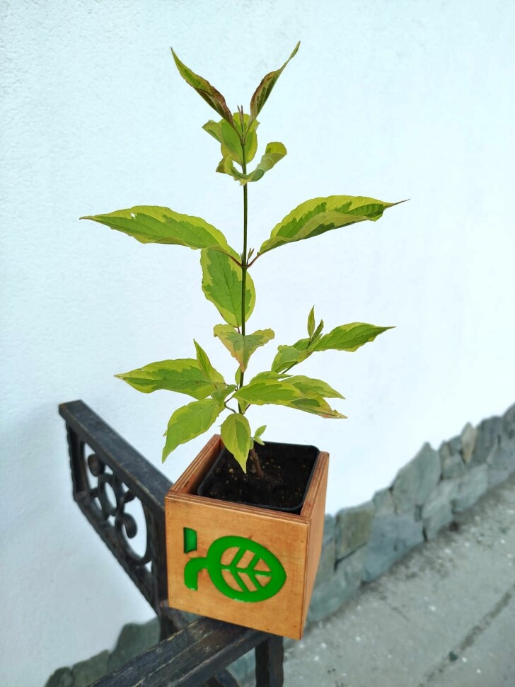 Дерен Гоучаулти (Gouchaultii) купить с доставкой Дерен Гоучаулти (Gouchaultii) купить с доставкой