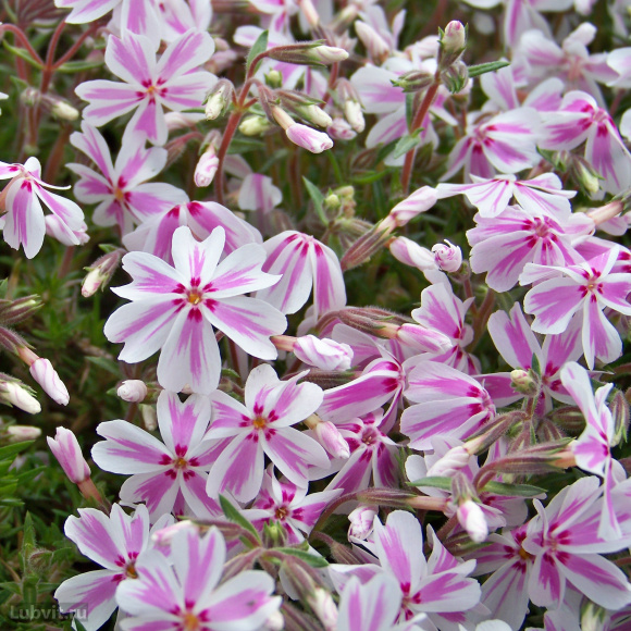 Флокс шиловидный Кэнди Страйпс (Candy Stripes) купить с доставкой