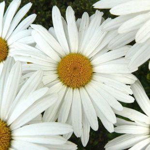 Нивяник О-ля-Лягранде (Ohh La Lagrande)