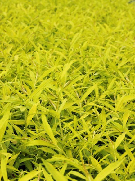 Ива сахалинская Голден Саншайн (Golden Sunshine) купить с доставкой