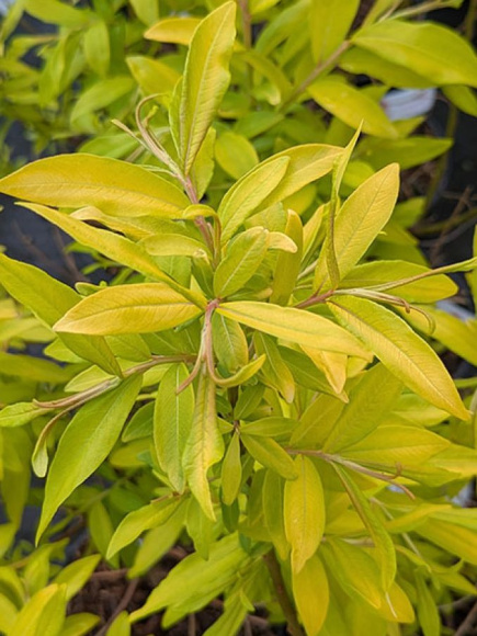 Ива сахалинская Голден Саншайн (Golden Sunshine) купить с доставкой