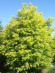 Ива сахалинская Голден Саншайн (Golden Sunshine) купить с доставкой