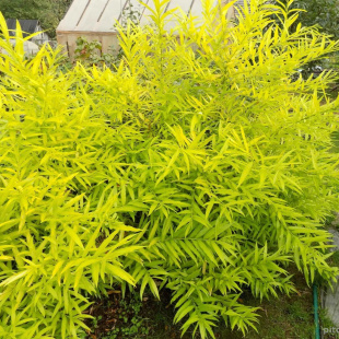 Ива сахалинская Голден Саншайн (Golden Sunshine)