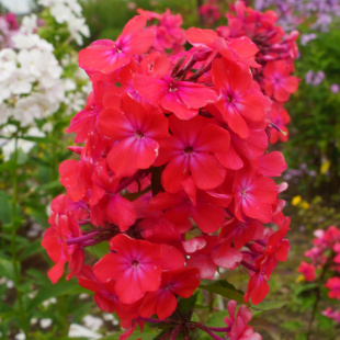 Флокс Горицвет