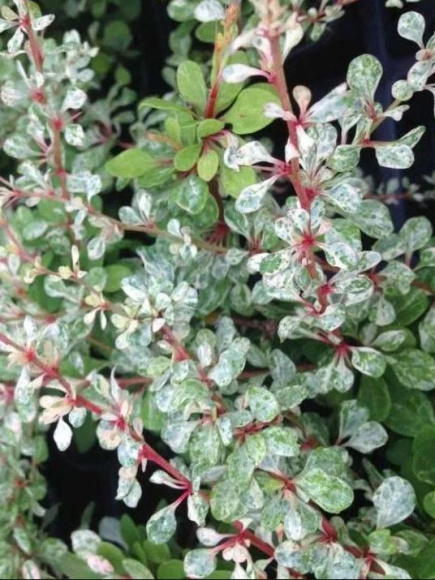 Барбарис Сильвер Бьюти (Silver Beauty) купить с доставкой