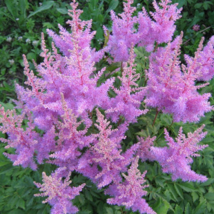 Астильба Немо (Nemo)