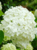 Гортензия Стронг Аннабель (Strong Annabelle) древовидная купить с доставкой