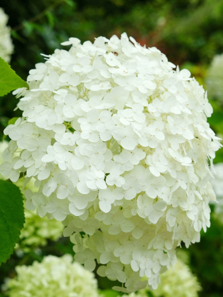 Гортензия Стронг Аннабель (Strong Annabelle) древовидная купить с доставкой