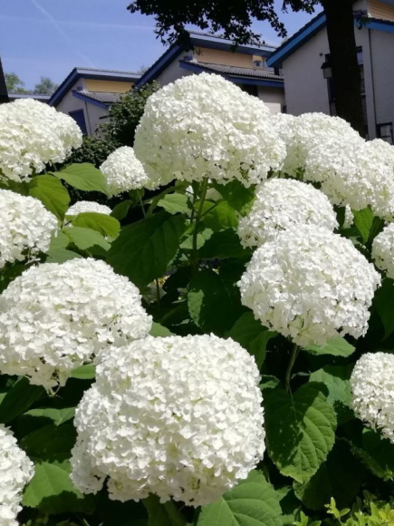 Гортензия Стронг Аннабель (Strong Annabelle) древовидная купить с доставкой