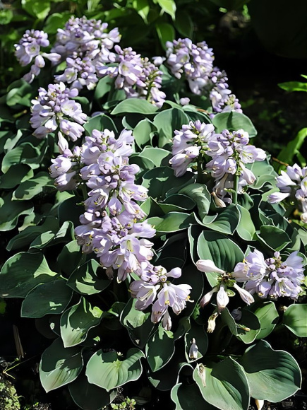 Хоста Дэнсинг Маус (Dancing Mouse) [S] купить с доставкой