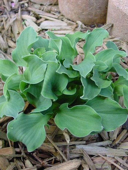 Хоста Дэнсинг Маус (Dancing Mouse) [S] купить с доставкой