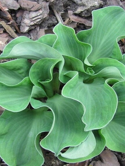 Хоста Дэнсинг Маус (Dancing Mouse) [S] купить с доставкой