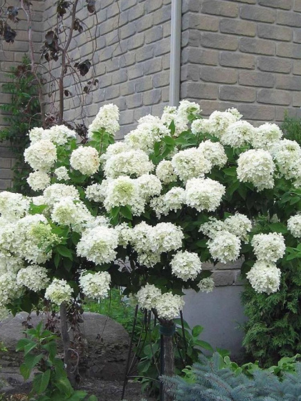Гортензия Грандифлора (Grandiflora) метельчатая купить с доставкой