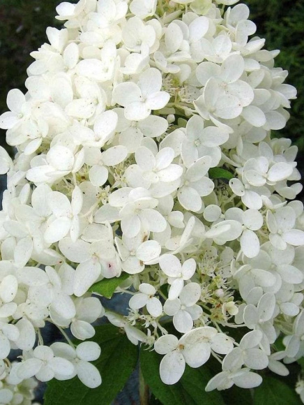 Гортензия Грандифлора (Grandiflora) метельчатая купить с доставкой