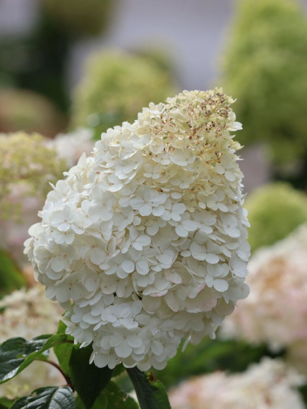 Гортензия Грандифлора (Grandiflora) метельчатая купить с доставкой