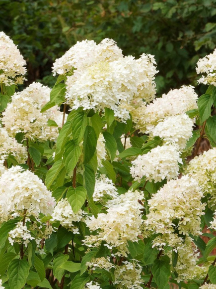 Гортензия Грандифлора (Grandiflora) метельчатая купить с доставкой