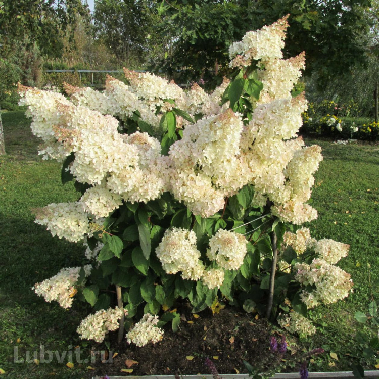 Гортензия Грандифлора (Grandiflora) можно купить недорого с доставкой в питомнике Любвитский