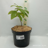 Гортензия Грандифлора (Grandiflora)