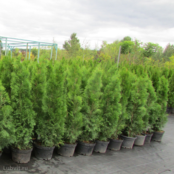Туя Смарагд (Smaragd) купить с доставкой