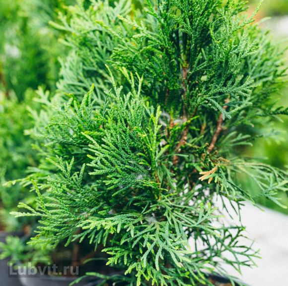 Туя Смарагд (Smaragd) купить с доставкой