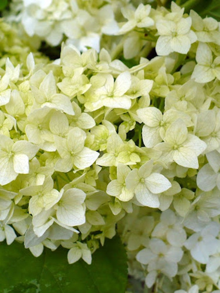 Гортензия Стерилис (Sterilis) древовидная купить с доставкой