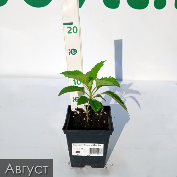 Гортензия Стерилис (Sterilis) древовидная купить с доставкой