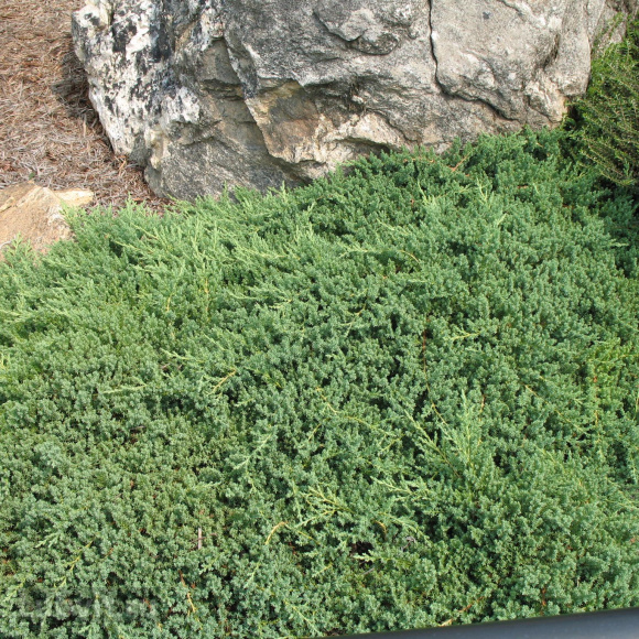 Можжевельник Нана (Nana) купить с доставкой