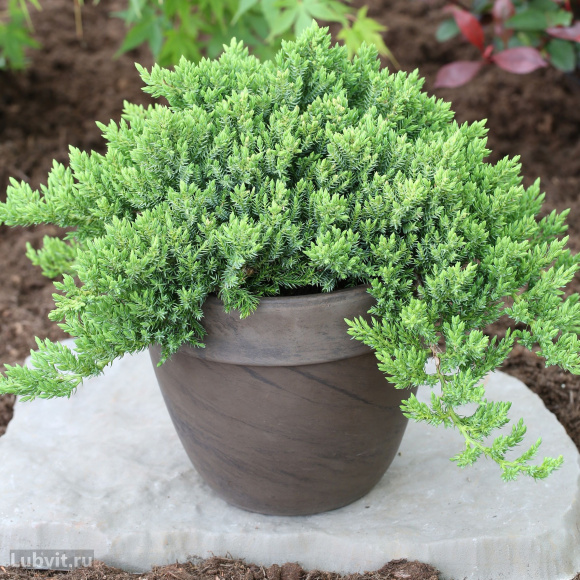 Можжевельник Нана (Nana) купить с доставкой