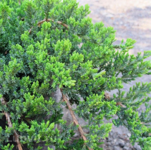 Можжевельник Нана (Nana)