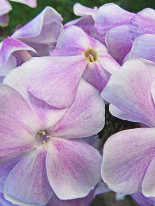 Флокс Константин Мельников