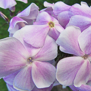 Флокс Константин Мельников Флокс Константин Мельников