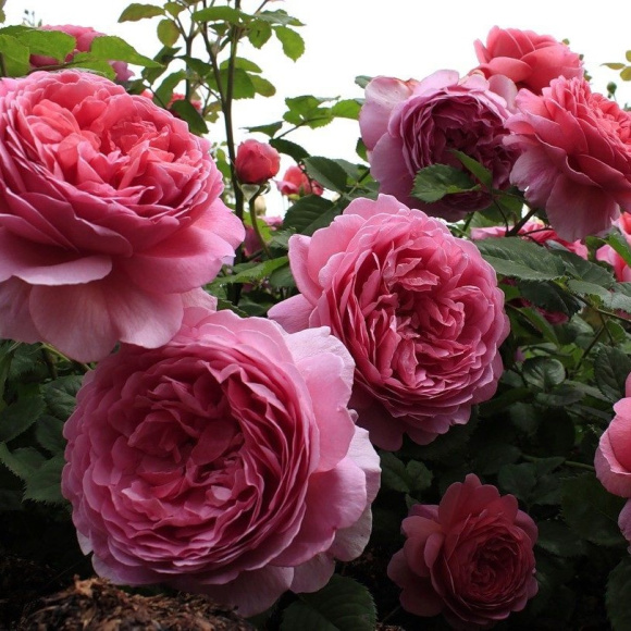 Роза Принцесс Александра оф Кент (Princess Alexandra of Kent) купить с доставкой