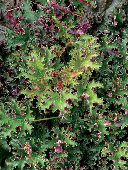 Гейхера Сашей (Sashay) купить с доставкой