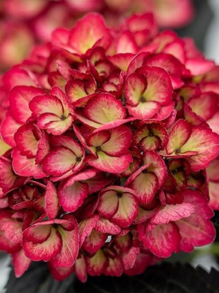 Гортензия Эклипс Фирст Эдишен (Eclipse First Editions) крупнолистая