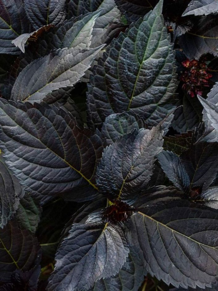 Гортензия Эклипс Фирст Эдишен (Eclipse First Editions) крупнолистая купить с доставкой