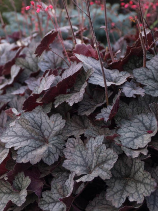 Гейхерелла Отэм Шейдс (Autumn Shades) Гейхерелла Отэм Шейдс (Autumn Shades)