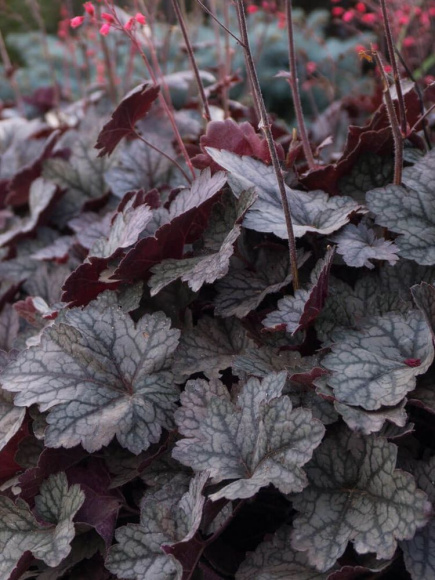 Гейхерелла Отэм Шейдс (Autumn Shades) купить с доставкой