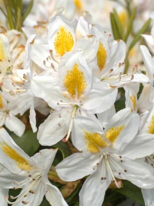 Рододендрон Мадам Массон (Madame Masson) Рододендрон Мадам Массон (Madame Masson)