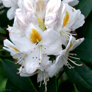 Рододендрон Мадам Массон (Madame Masson)