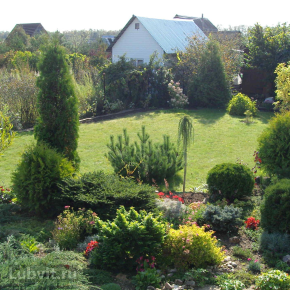 Туя Ассортимент купить с доставкой Туя Ассортимент купить с доставкой