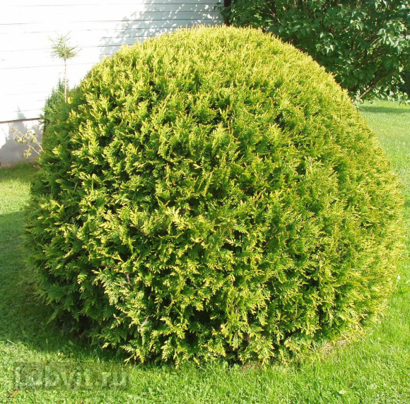 Туя Ассортимент купить с доставкой Туя Ассортимент купить с доставкой