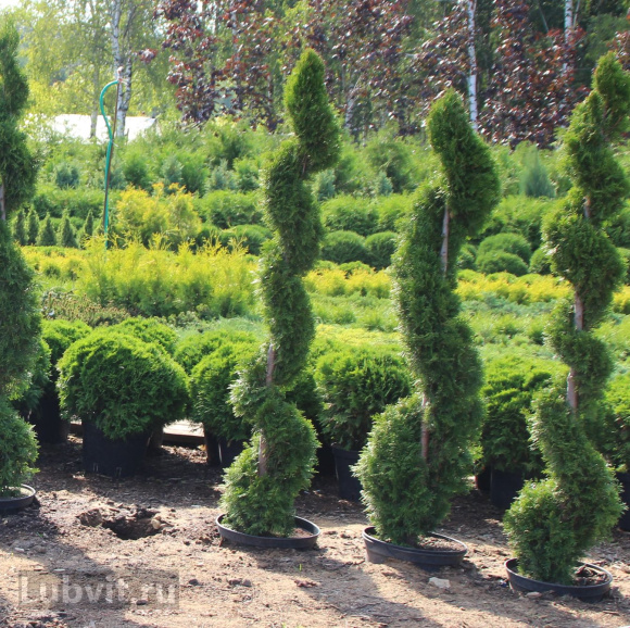 Туя Ассортимент купить с доставкой Туя Ассортимент купить с доставкой