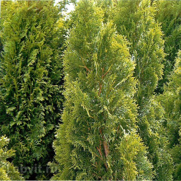 Туя Ассортимент купить с доставкой Туя Ассортимент купить с доставкой