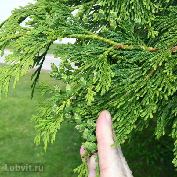 Туя Ассортимент купить с доставкой Туя Ассортимент купить с доставкой