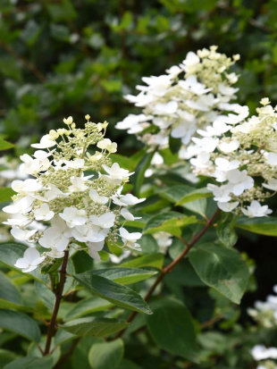 Гортензия Юник (Unique) метельчатая Гортензия Юник (Unique) метельчатая