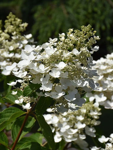 Гортензия Юник (Unique) метельчатая купить с доставкой