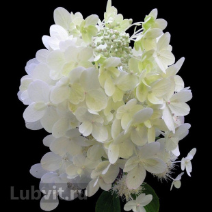 Гортензия Юник (Unique) метельчатая