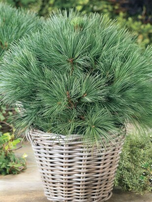 Сосна Веймутова (Pinus strobus) Сосна Веймутова (Pinus strobus)