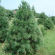 Сосна Веймутова (Pinus strobus) с доставкой