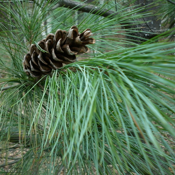 Сосна Веймутова (Pinus strobus) купить с доставкой